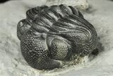 Wide Eldredgeops Trilobite Fossil With Horn Coral - New York #188828-1